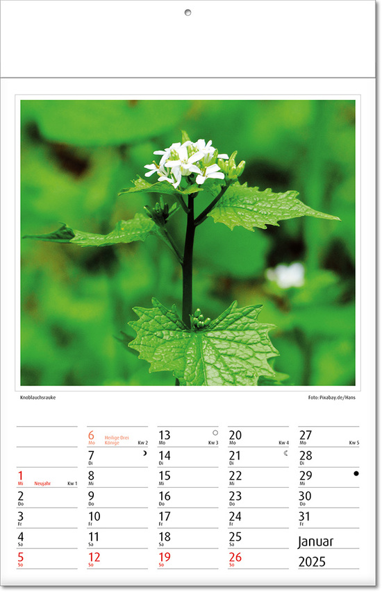 Kalender "Botanica" im Format 24 x 37,5 cm, mit Fälzel