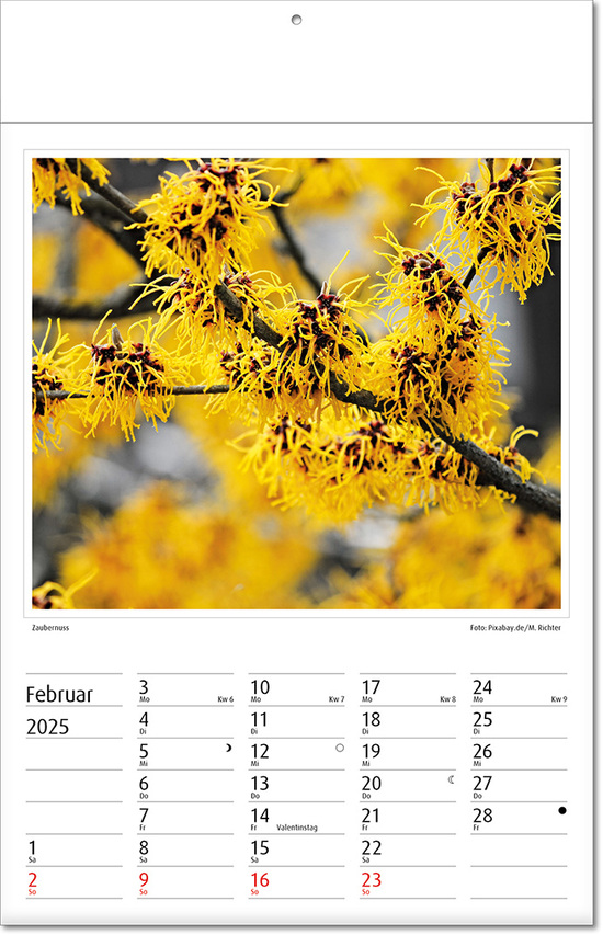 Kalender "Botanica" im Format 24 x 37,5 cm, mit Fälzel