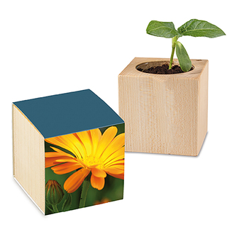 Pflanz-Holz mit Samen - Ringelblume
