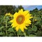 Pflanz-Holz mit Samen - Sonnenblume, 2 Seiten gelasert