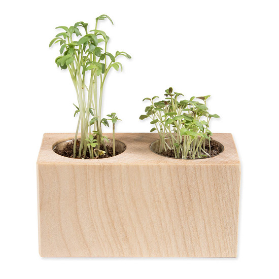 Pflanz-Holz 2er Set mit Samen - Vergissmeinnicht