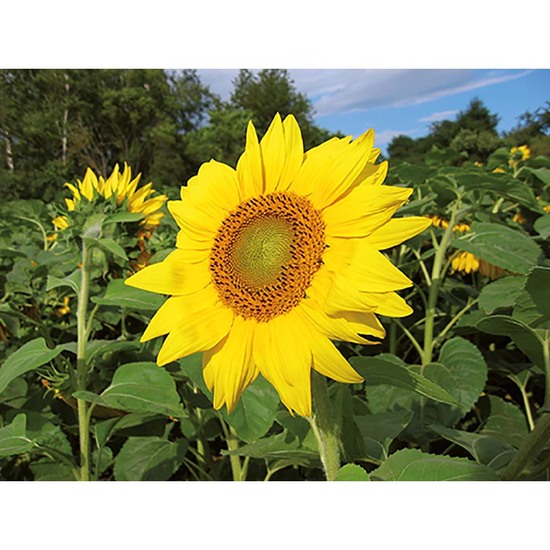 Pflanz-Holz - Standardmotiv - Sonnenblume - Sonnenblume