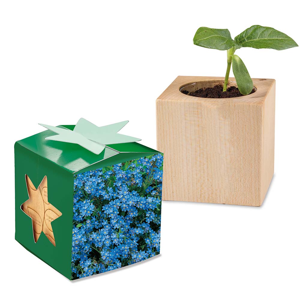 Pflanz-Holz Star-Box mit Samen - Vergissmeinnicht, 2 Seiten gelasert