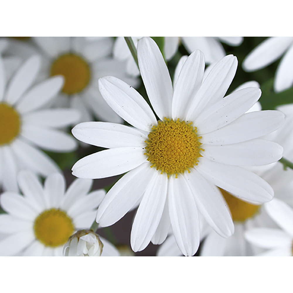 Natur-Konserve mit Samen - Margerite