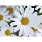 Natur-Konserve mit Samen - Margerite