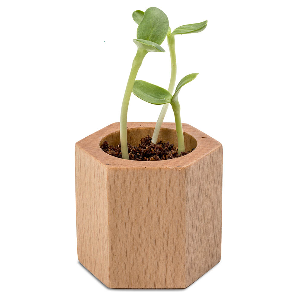 Pflanz-Holz Hexagon mit Samen - Schnittlauch