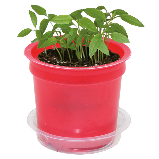 Florero-Töpfchen mit Samen - rot - Sommerblumenmischung